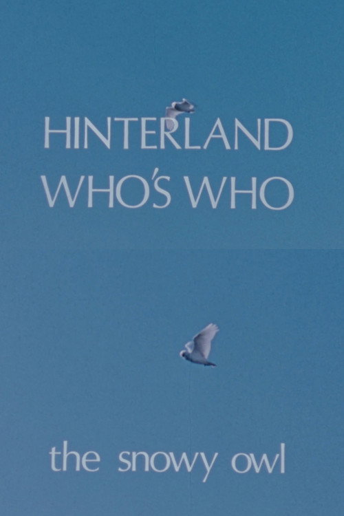 Hinterland Who's Who: The Snowy Owl Poster