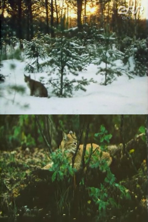 The Story of Ilves Poster