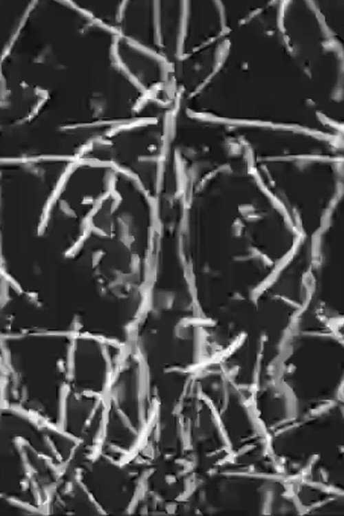 Palimpsest Palindrome Poster