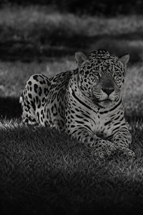 Jardim Zoológico do Rio de Janeiro Poster