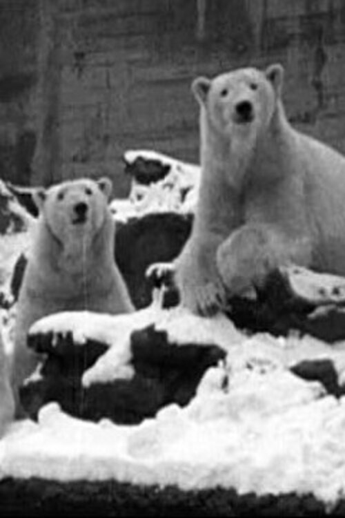 A 'White' Christmas Poster