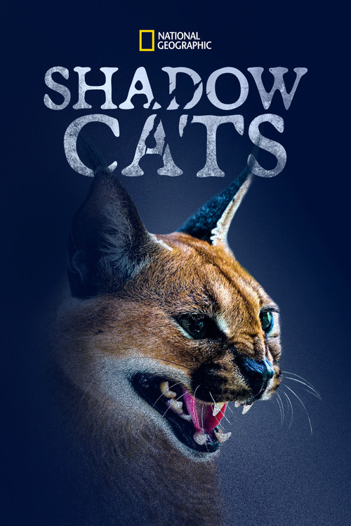 Shadow Cats Poster