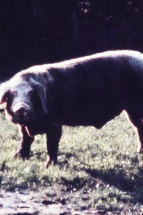 Schweineschnitzel Poster