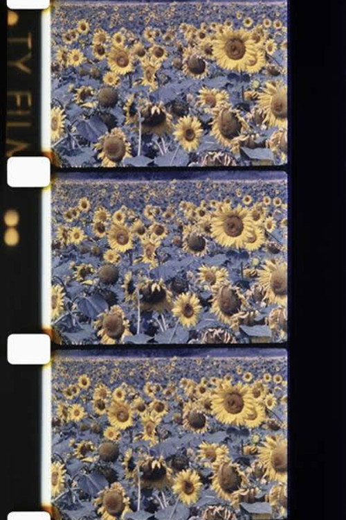 Les tournesols colorés Poster