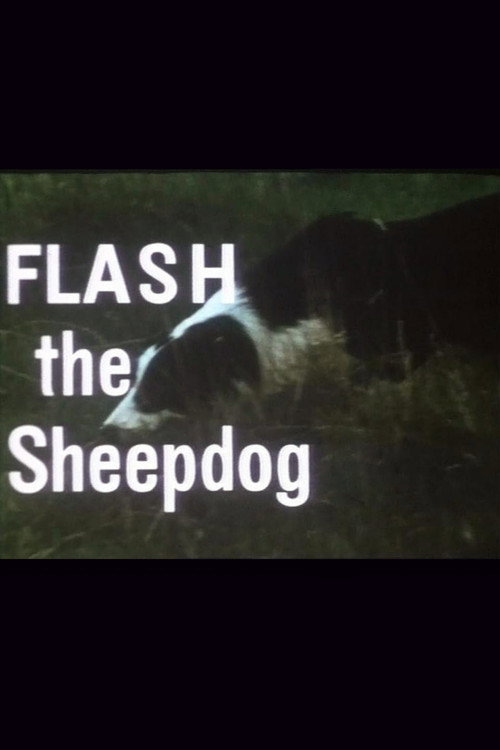 Flash the Sheepdog Poster