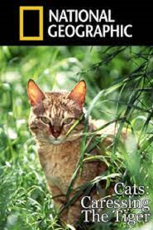 Cats: Caressing The Tiger Poster