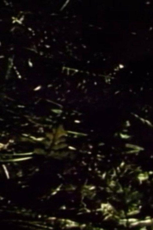 Short Films 1975: #9 (Forest Love Scene) Poster