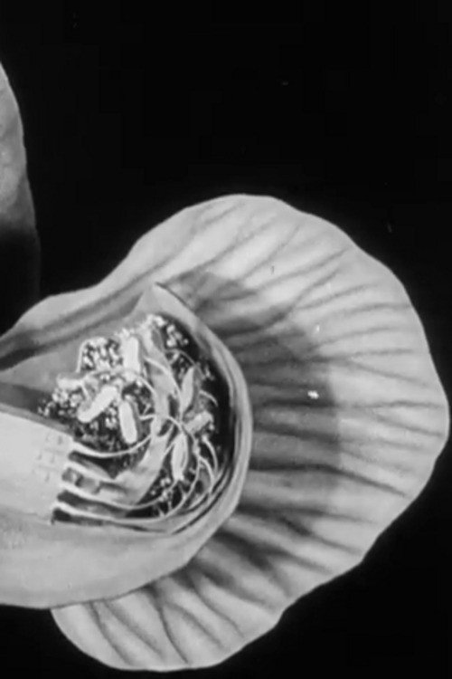 Peas and Cues Poster