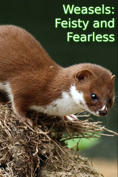 Weasels: Feisty and Fearless Poster