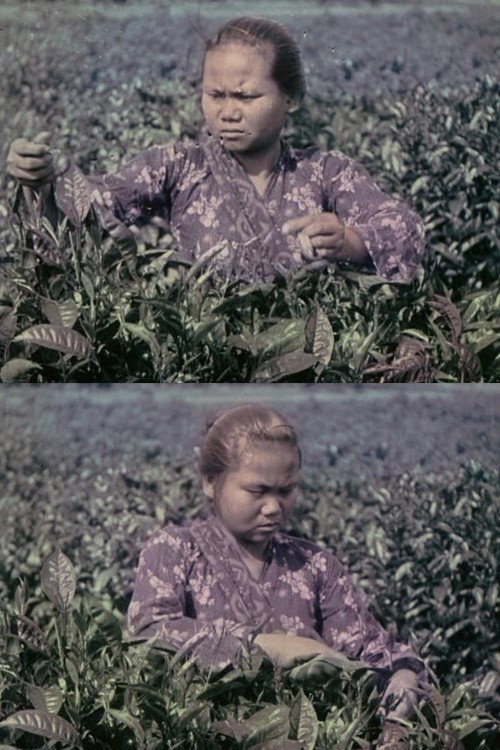 Le Thè : culture, récolte et préparation industrielle Poster