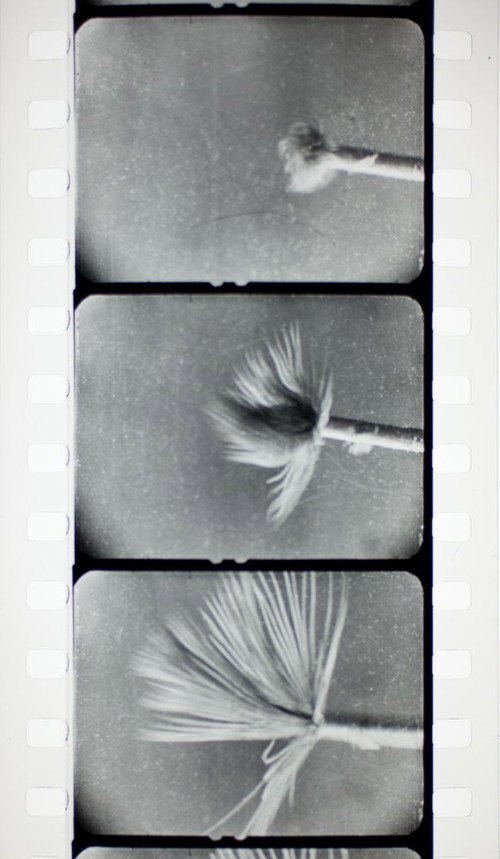 Les vers marins Poster