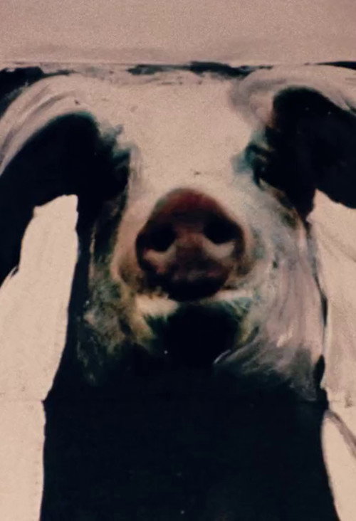 The Trail of the Pig Poster