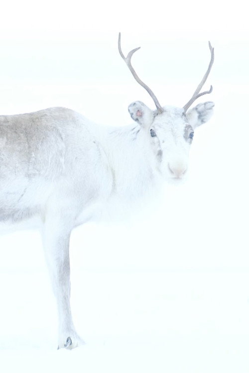 Spirit of the Reindeer Poster