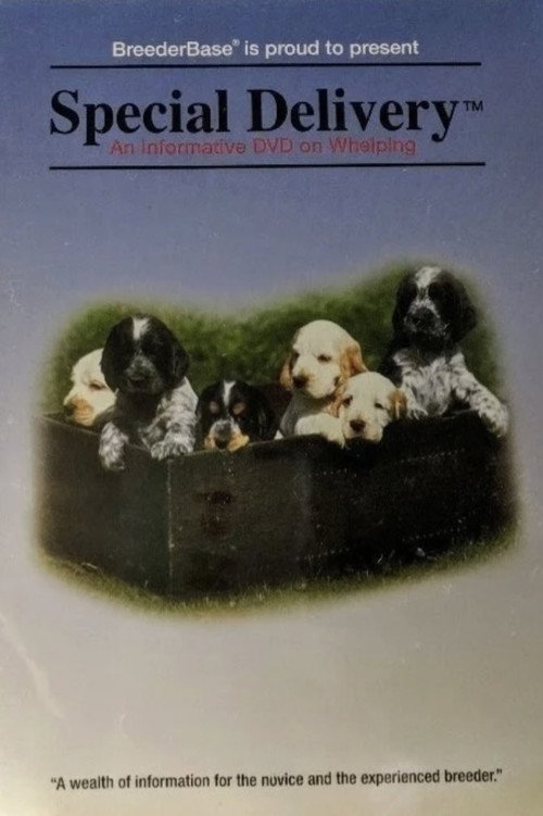 Special Delivery Poster