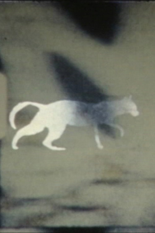 cat-e-gory Poster
