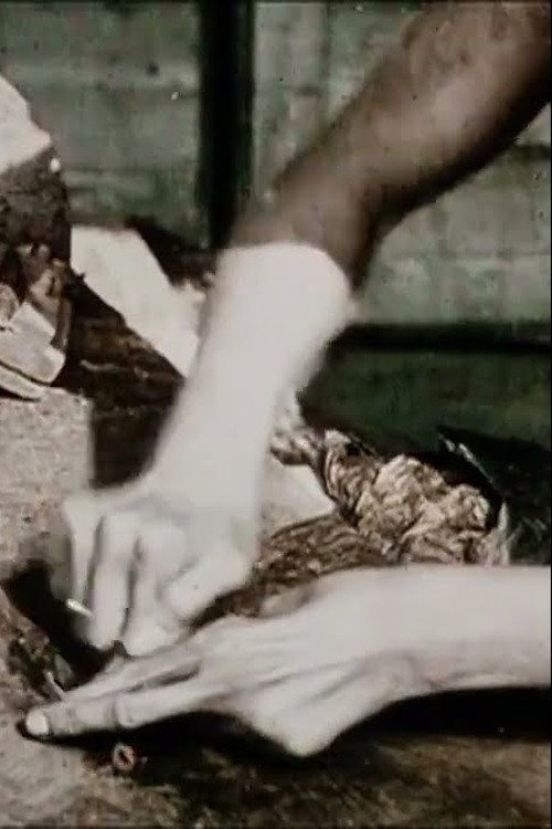 Tobacco Culture Poster