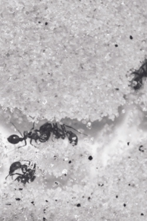 Who Shall Remain Nameless Poster