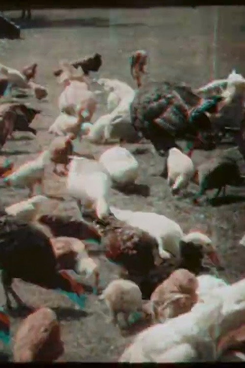 Feeding Poultry at Prowse Jones Farm Poster