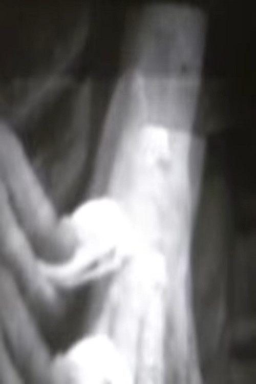 L’anatomie du désir Poster