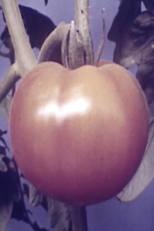 Tomatoe Poster