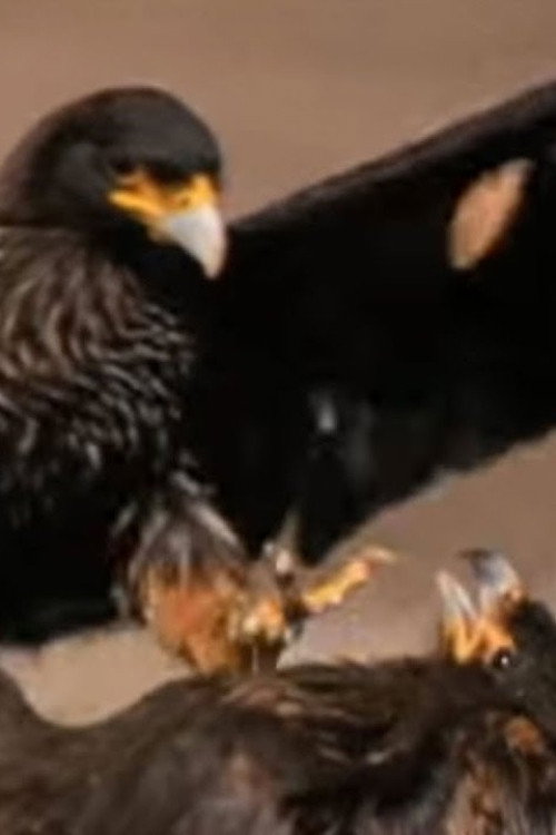 Falklands: Flying Devils Poster