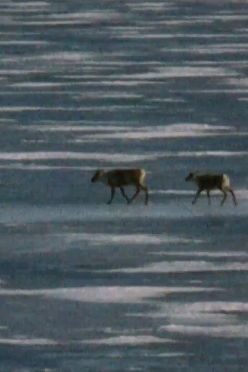 Caribou in the Archive Poster