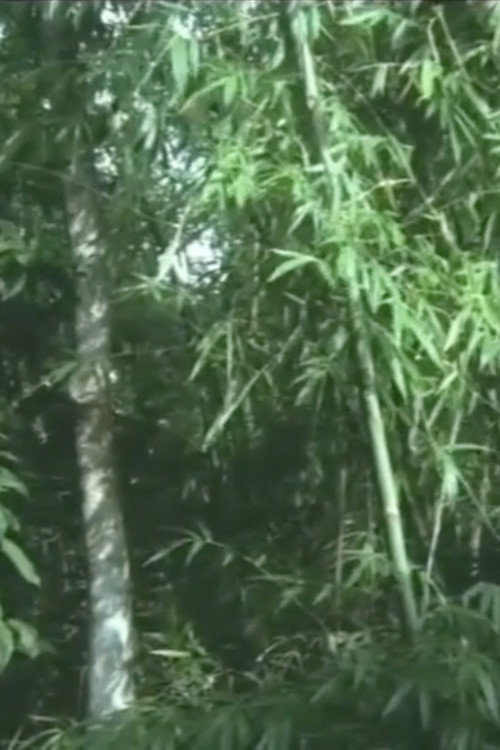 And the Bamboo Blooms Poster