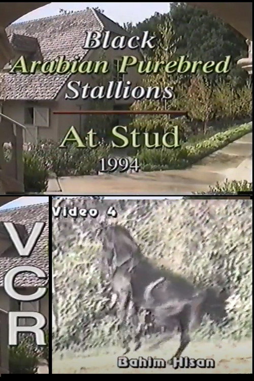 Black Arabian Purebred Stallions At Stud Poster