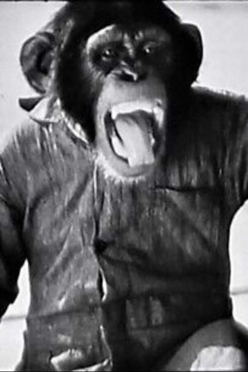 Chimp The Aviator Poster