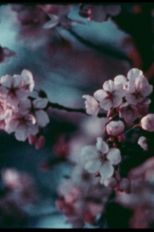 Cherry Blossoms Poster
