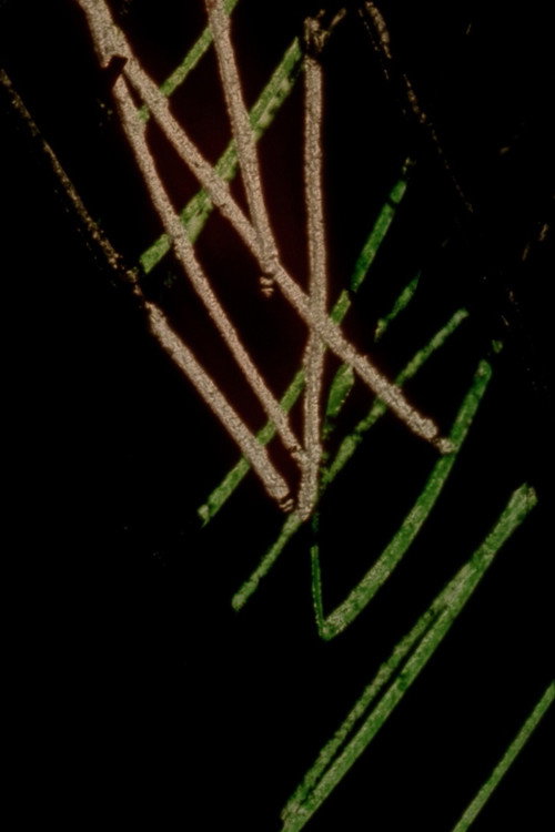 Chicago Footwarmers Poster