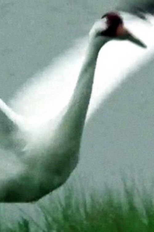 A Great White Bird Poster