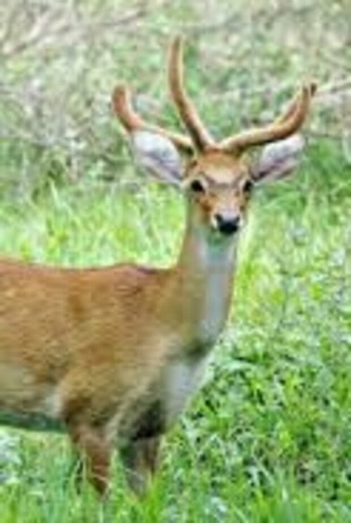 Sangai: The Dancing Deer of Manipur Poster