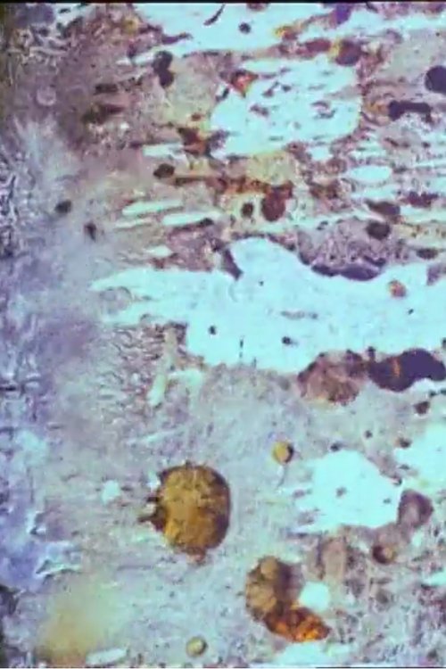 Beauty and the Beast Poster