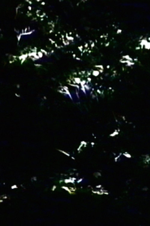 The Darkening Poster