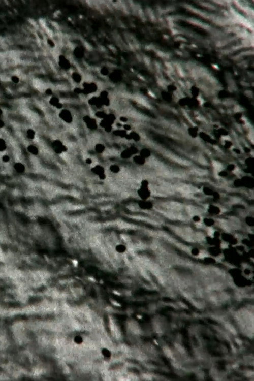 Island Design Poster