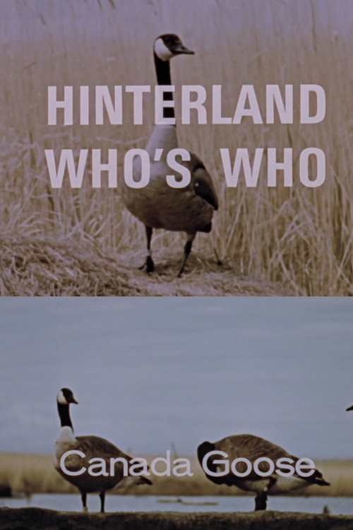 Hinterland Who's Who: Canada Goose Poster
