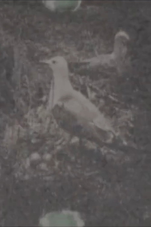 Paradise on a Deserted Island, Part 1 Poster