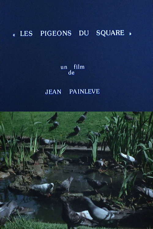 Pigeons in the Square Poster
