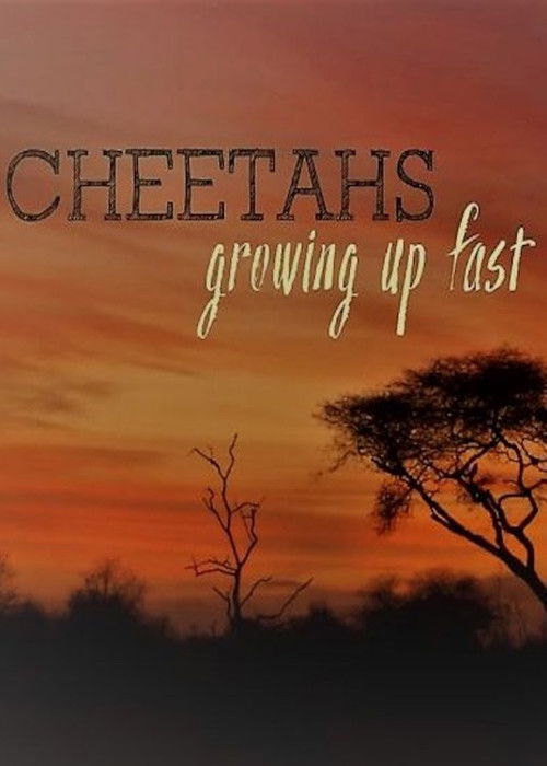 Cheetahs: Growing Up Fast Poster