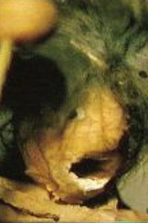 High speed for four Poster