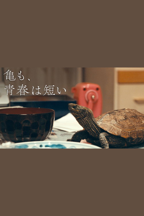 亀も、青春は短い Poster