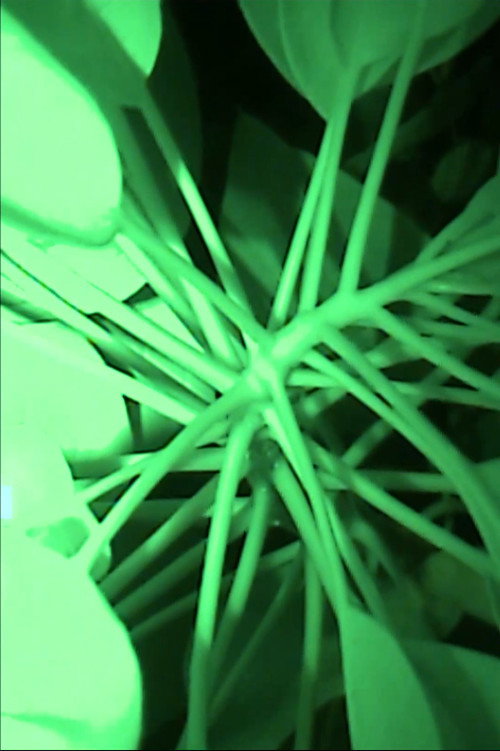 Relato del sueño de una hormiga peronista a sus compañeras Poster