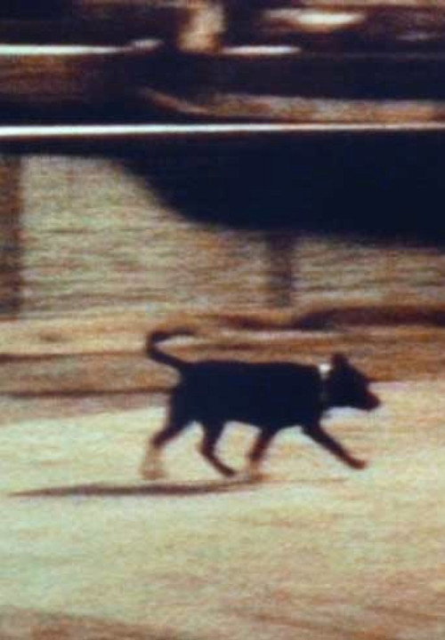 Space Dog Assassin Poster