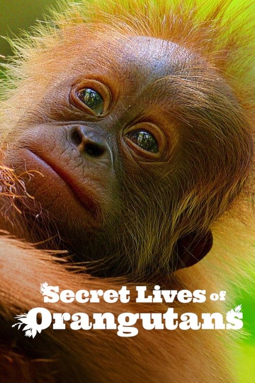 Secret Lives of Orangutans Poster