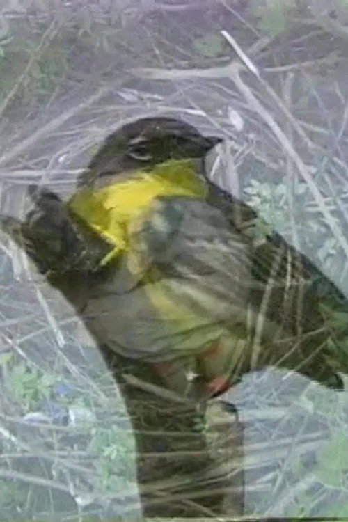 Why Not a Sparrow Poster