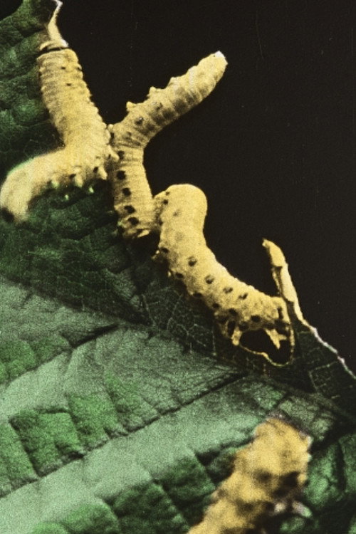 The Destroyers of Our Gardens Poster