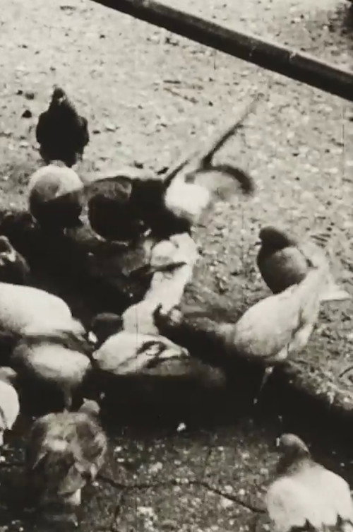 The Aviary (Short Sound Version) Poster