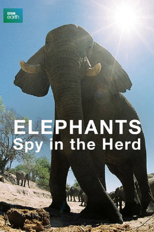 Elephants: Spy in the Herd Poster