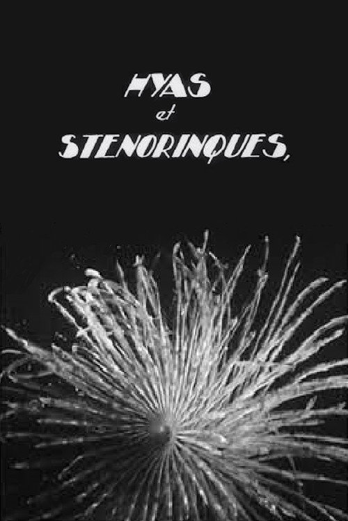 Hyas and Stenorhynchus Poster